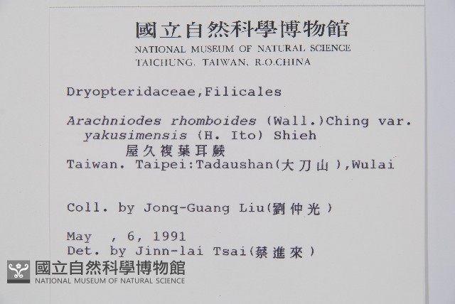 小葉複葉耳蕨藏品圖，第2張