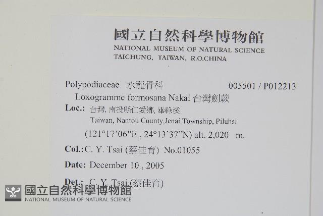 台灣劍蕨藏品圖，第2張