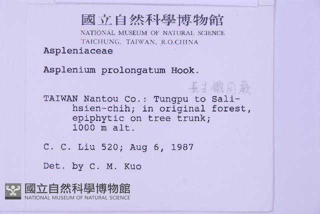 長生鐵角蕨藏品圖，第2張