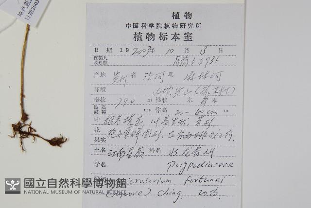 大星蕨藏品圖，第2張