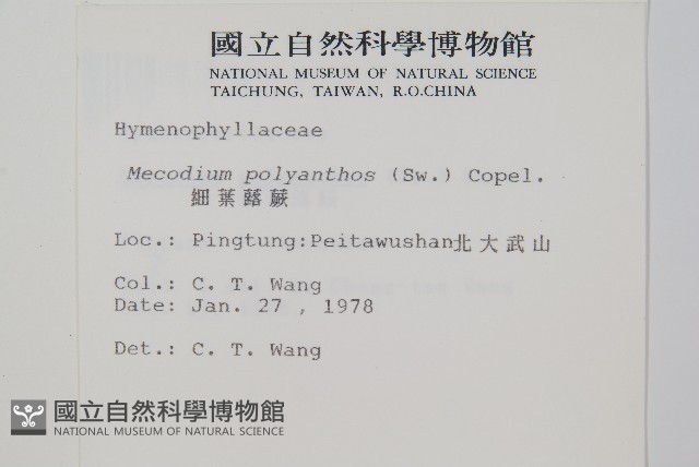 細葉蕗蕨藏品圖，第2張