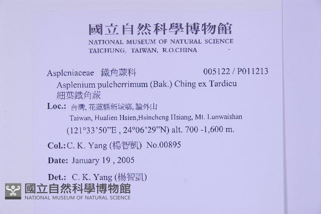 細葉鐵角蕨藏品圖，第2張