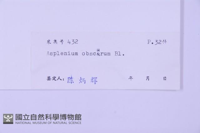 綠柄剪葉鐵角蕨藏品圖，第2張