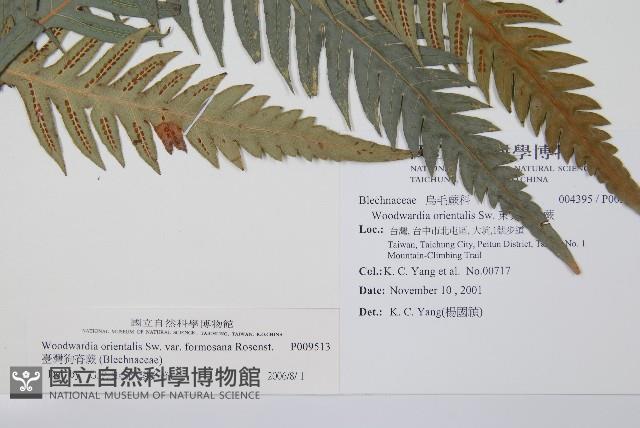 臺灣狗脊蕨藏品圖，第2張