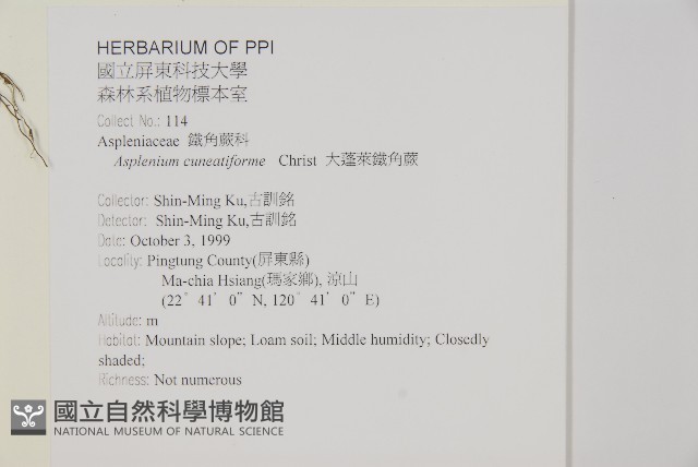 大蓬萊鐵角蕨藏品圖，第2張
