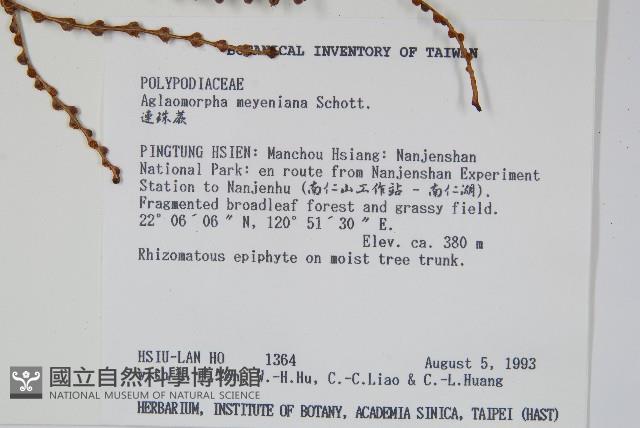 連珠蕨藏品圖，第2張