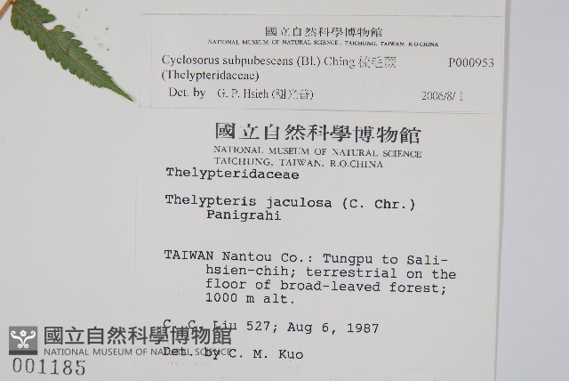 梳毛蕨藏品圖，第2張