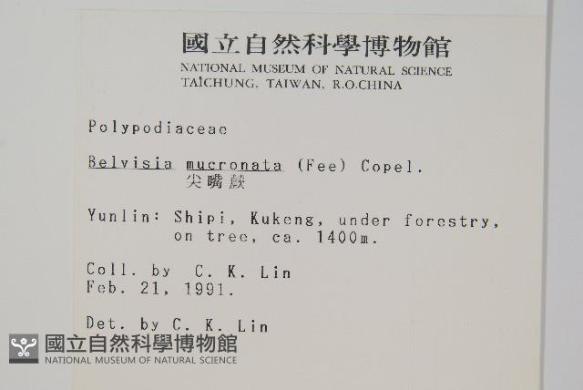 尖嘴蕨藏品圖，第2張