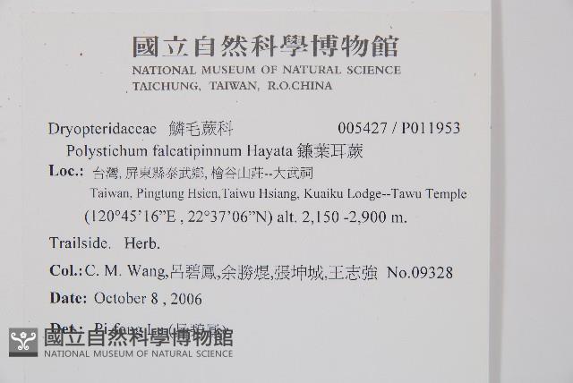鐮葉耳蕨藏品圖，第2張