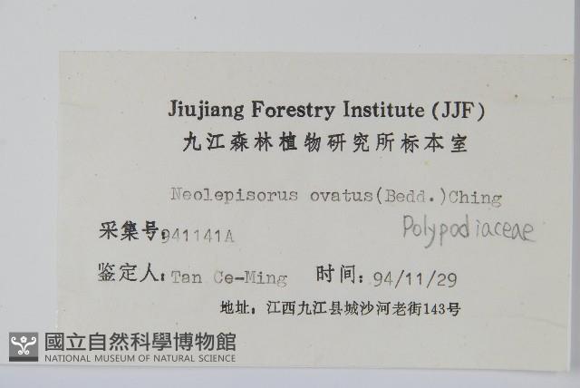 盾蕨藏品圖，第2張