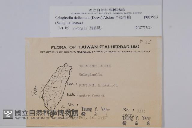 全緣卷柏藏品圖，第2張