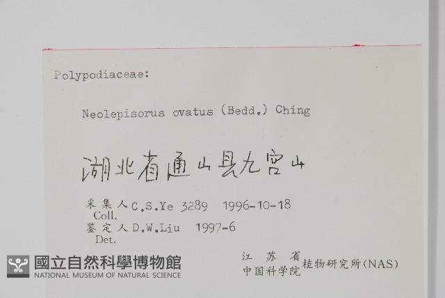 盾蕨藏品圖，第2張