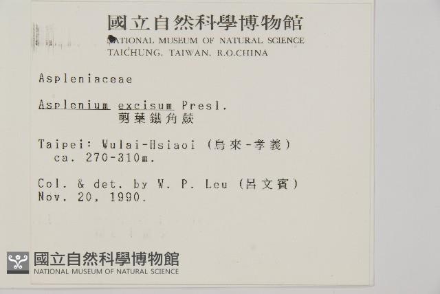 剪葉鐵角蕨藏品圖，第2張