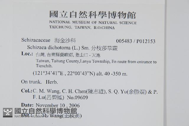 分枝莎草蕨藏品圖，第2張