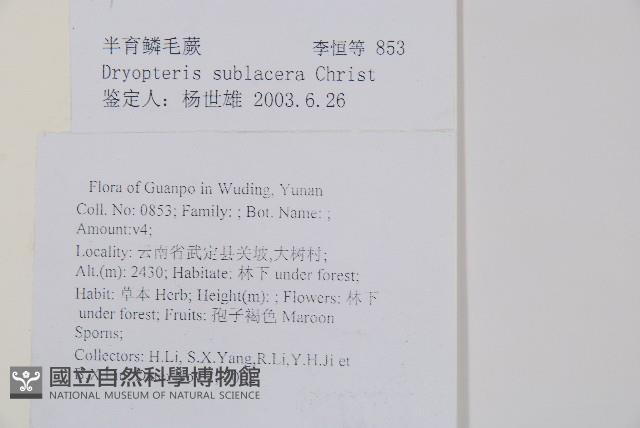 亞二型鱗毛蕨藏品圖，第2張