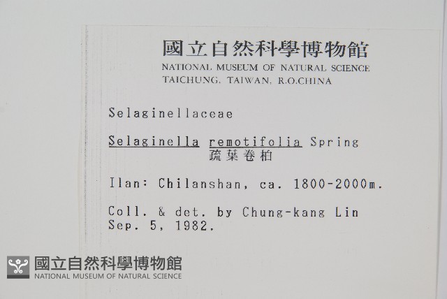 疏葉卷柏藏品圖，第2張