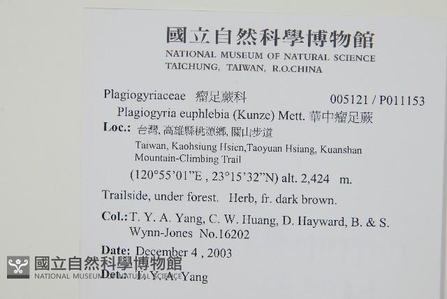 華中瘤足蕨藏品圖，第2張