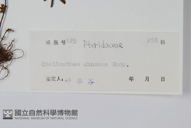 細葉碎米蕨藏品圖，第2張