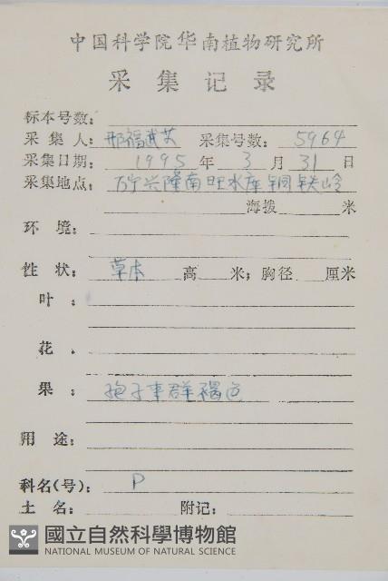 細柄雙蓋蕨藏品圖，第2張