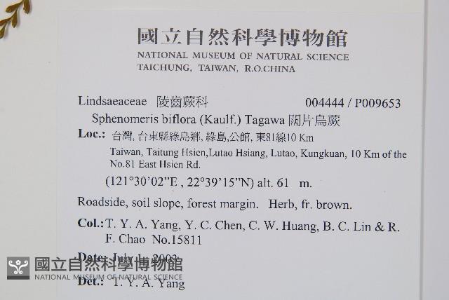 闊片烏蕨藏品圖，第2張