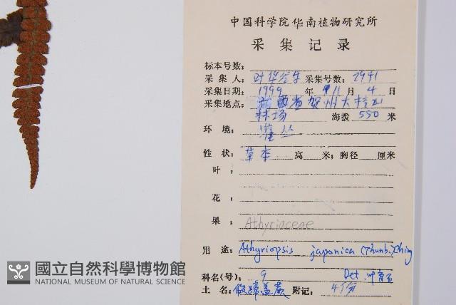 假蹄蓋蕨藏品圖，第2張