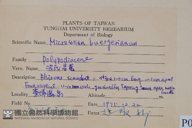 波氏星蕨藏品圖，第2張