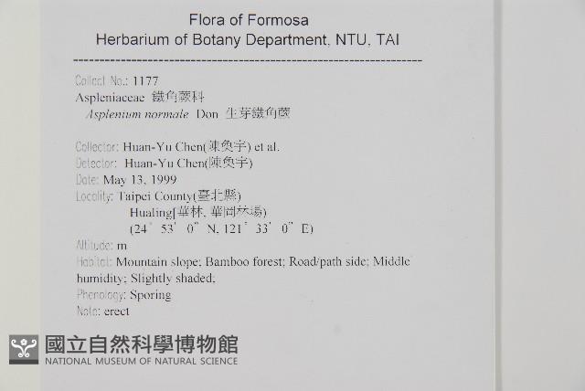 生芽鐵角蕨藏品圖，第2張