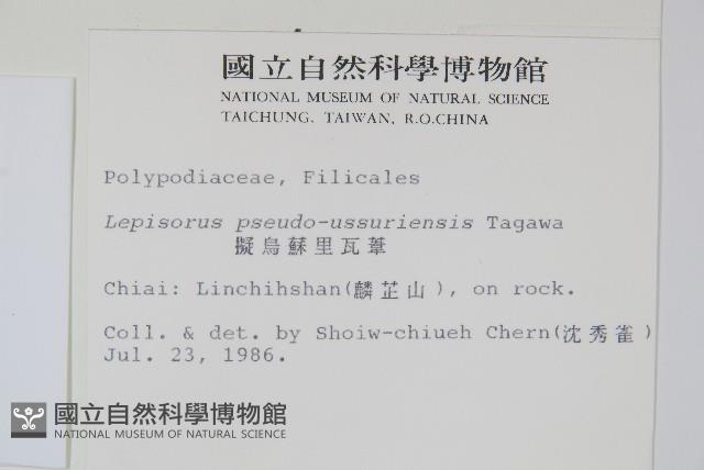 擬烏蘇里瓦葦藏品圖，第2張