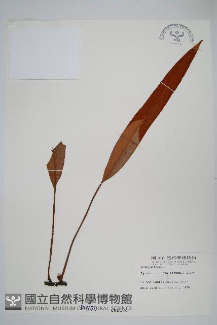 石葦藏品圖，第1張