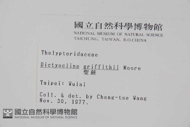 聖蕨藏品圖，第2張