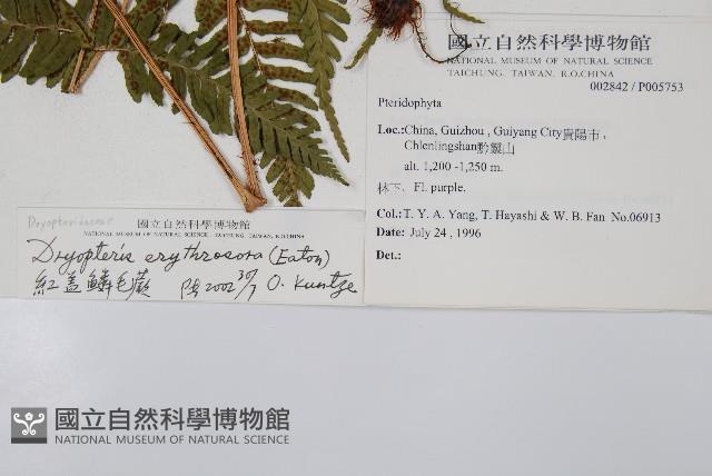 紅蓋鱗毛蕨藏品圖，第2張