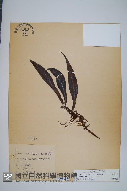 萊氏線蕨藏品圖，第1張