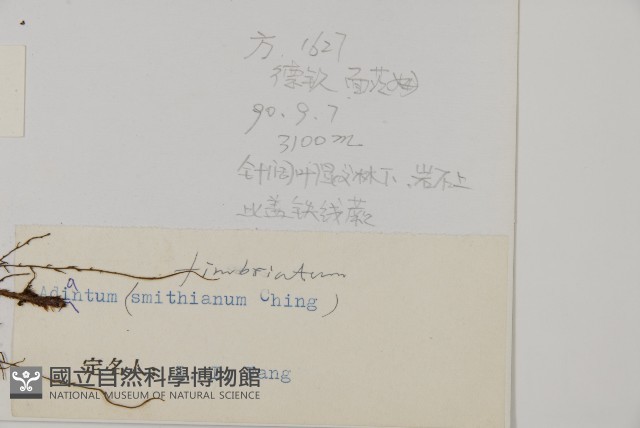 長蓋鐵線蕨藏品圖，第2張