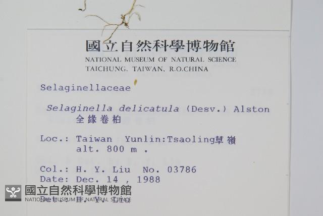 全緣卷柏藏品圖，第2張