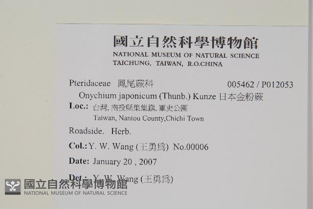 日本金粉蕨藏品圖，第2張