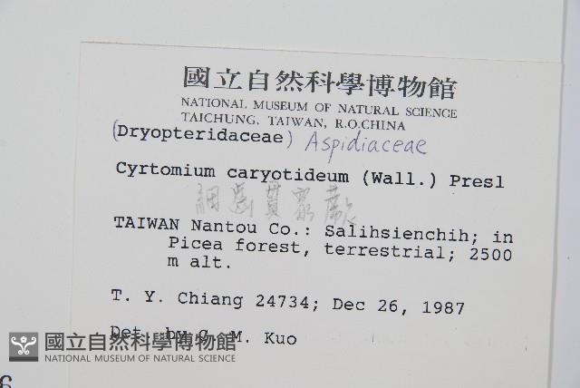 細齒貫眾蕨藏品圖，第2張