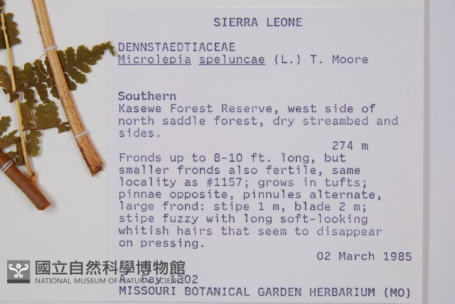 熱帶鱗蓋蕨藏品圖，第2張