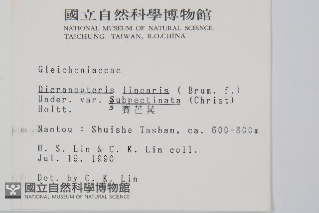 賽芒萁藏品圖，第2張