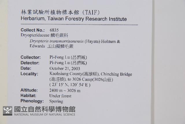 玉山擬麟毛蕨藏品圖，第2張