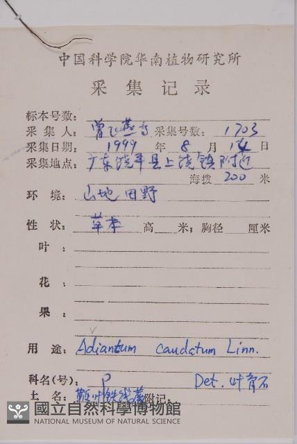 鞭葉鐵線蕨藏品圖，第1張