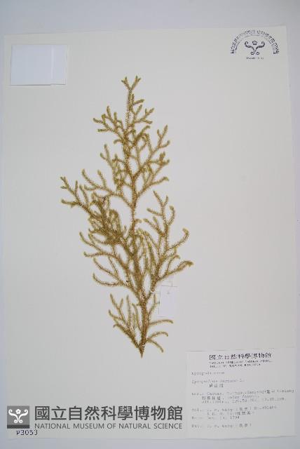 過山龍藏品圖，第1張