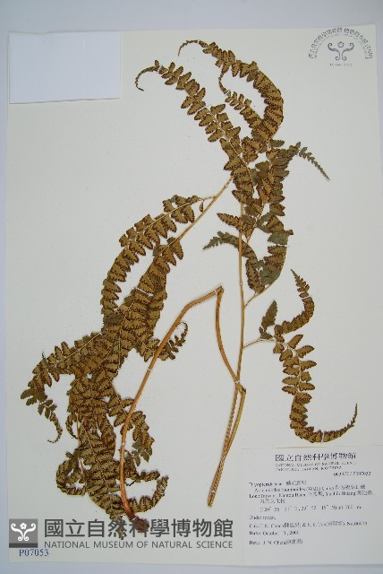 斜方複葉耳蕨藏品圖，第1張