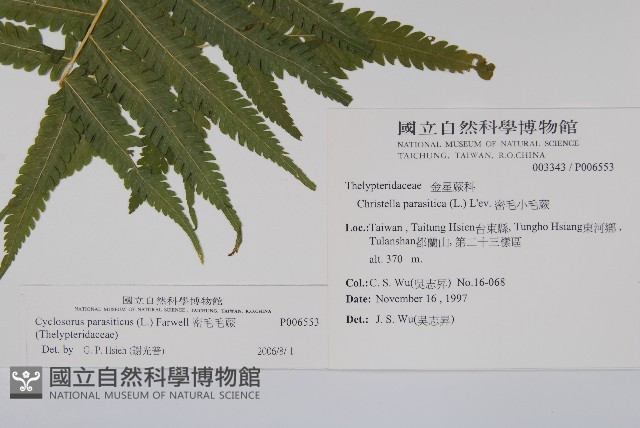 密毛毛蕨藏品圖，第2張