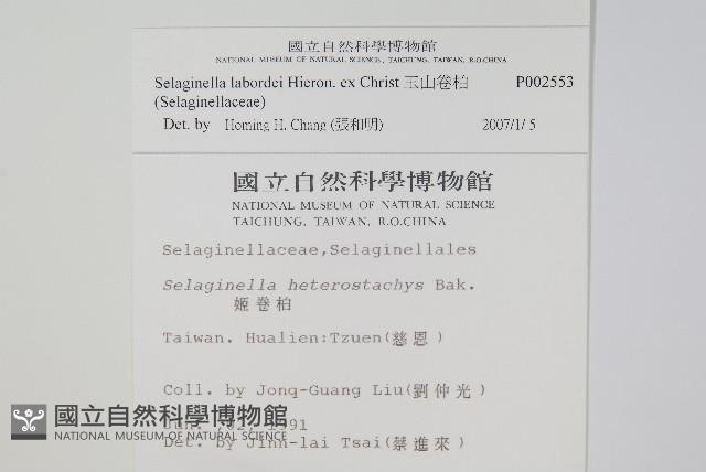 玉山卷柏藏品圖，第2張