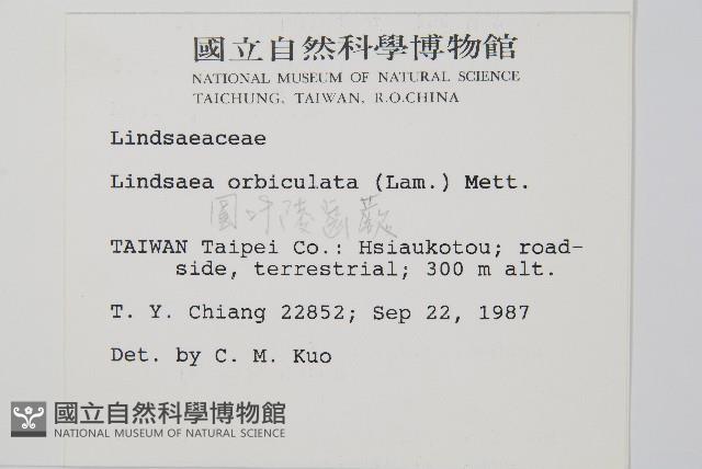 圓葉陵齒蕨藏品圖，第2張