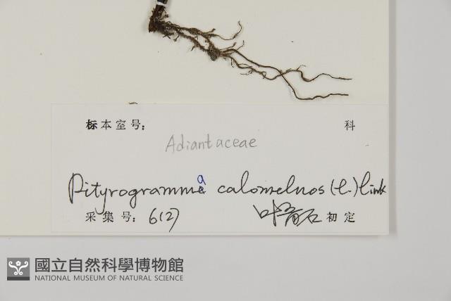 粉葉蕨藏品圖，第2張