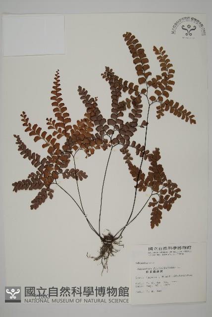 扇葉鐵線蕨藏品圖，第1張