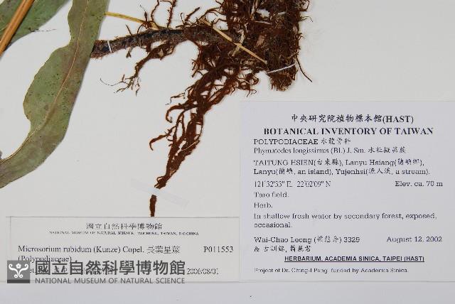 長葉星蕨藏品圖，第2張