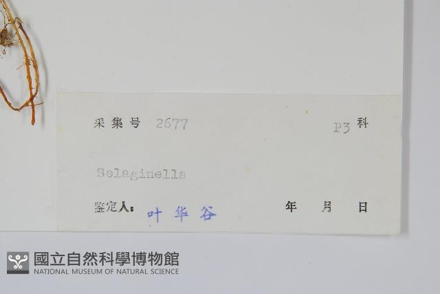 登錄號:P005553藏品圖，第2張