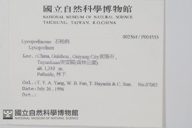 長柄千層塔藏品圖，第2張